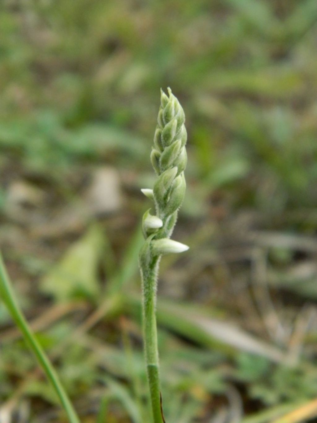 Spiranthes spiralis: riassunto...